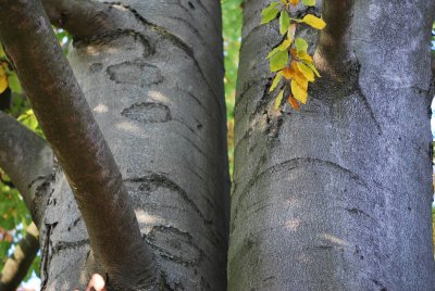 Fagus sylvatica - buk lesní - borka na soukmení